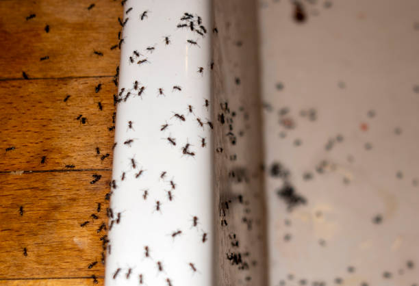 Best Wasp Removal Services  in Ara, AL